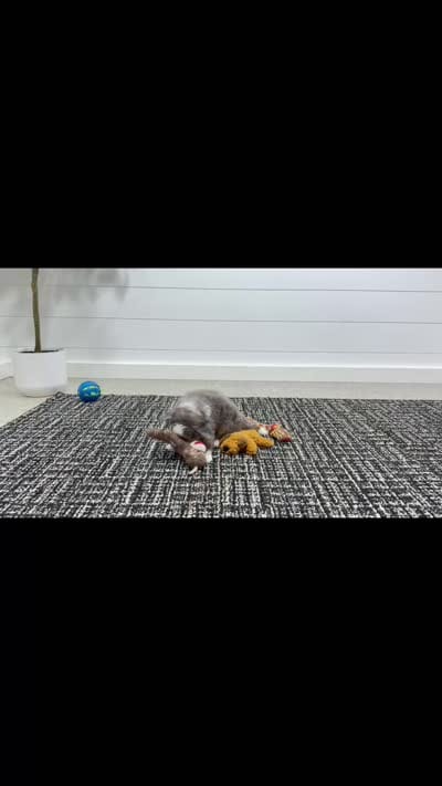Jackson, a male Miniature Bernedoodle for sale in Dover, OH – 3 of 10