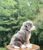 Bruno, a male Miniature Bernedoodle for sale in Dover, OH – 10 of 10