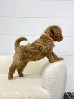 Goldie 💖, a female Miniature Goldendoodle for sale in Dover, OH – 1 of 10