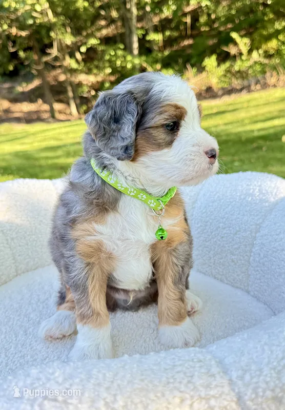 Bruno – Miniature Bernedoodle puppy for sale in Dover, OH