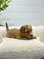 Tori  💖, a female Miniature Goldendoodle for sale in Dover, OH – 8 of 10