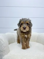 Cash, a male Miniature Goldendoodle for sale in Dover, OH – 4 of 10