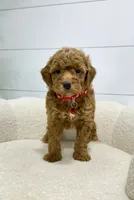 Goldie 💖, a female Miniature Goldendoodle for sale in Dover, OH – 2 of 10