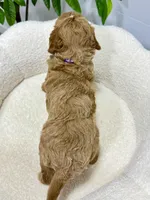 Daisy  💖, a female Miniature Goldendoodle for sale in Dover, OH – 5 of 10