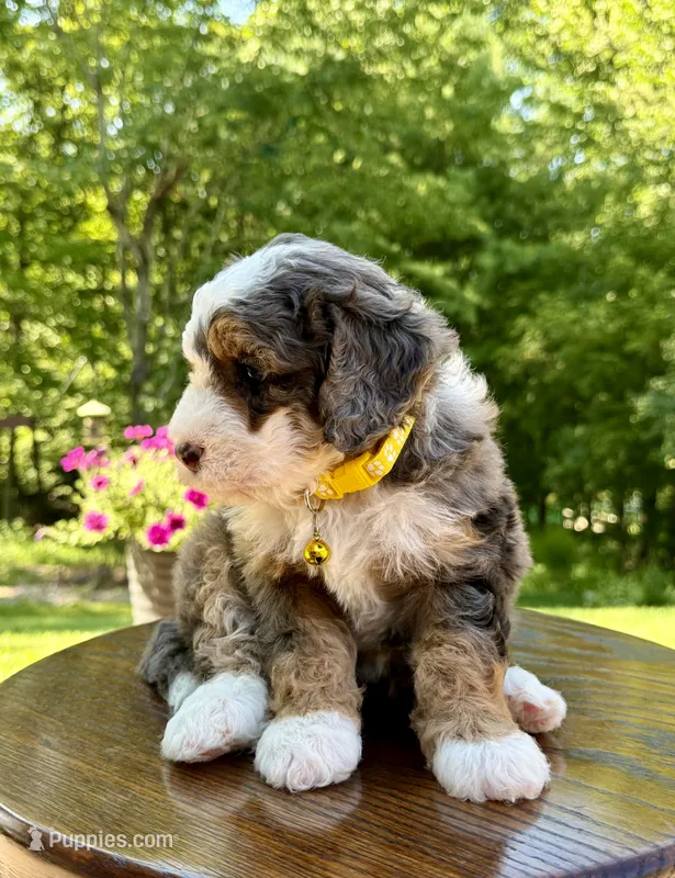 Charlie – Miniature Bernedoodle puppy for sale in Dover, OH