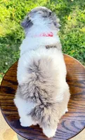 Enzo, a male Miniature Bernedoodle for sale in Dover, OH – 6 of 10