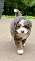 Charlie, a male Miniature Bernedoodle for sale in Dover, OH – 4 of 10