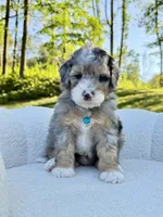 Teddy, a male Miniature Bernedoodle for sale in Dover, OH – 5 of 10