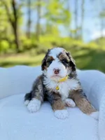 Charlie, a male Miniature Bernedoodle for sale in Dover, OH – 2 of 10