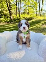 Bruno, a male Miniature Bernedoodle for sale in Dover, OH – 8 of 10