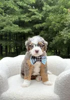 Bruno, a male Miniature Bernedoodle for sale in Dover, OH – 5 of 10