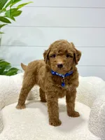 Milo  ❤️‍🩹🐶, a male Miniature Goldendoodle for sale in Dover, OH – 8 of 10
