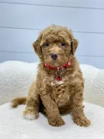 Goldie 💖, a female Miniature Goldendoodle for sale in Dover, OH – 5 of 10