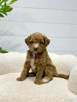 Daisy  💖, a female Miniature Goldendoodle for sale in Dover, OH – 1 of 10