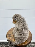 Cash, a male Miniature Goldendoodle for sale in Dover, OH – 9 of 10