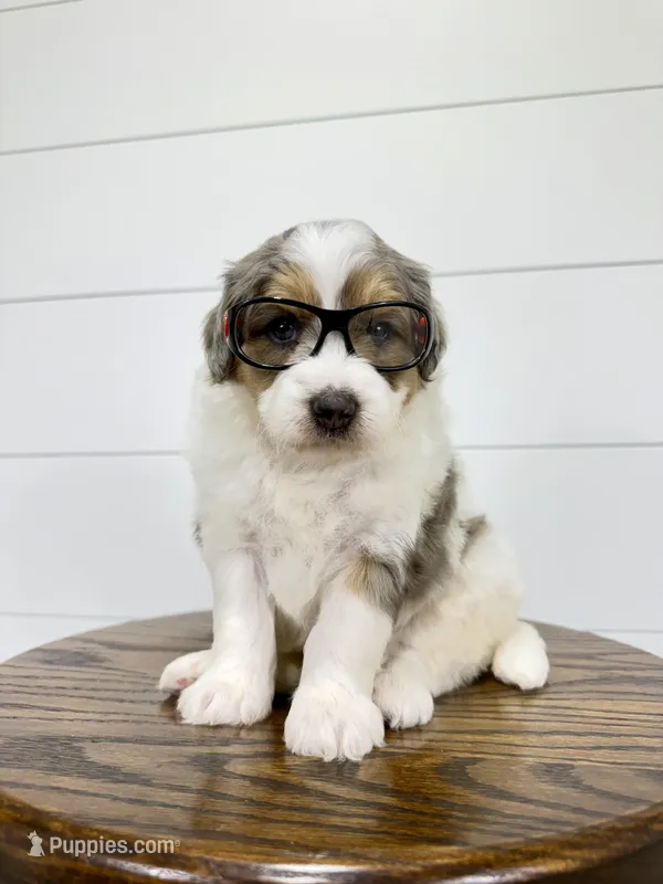 Piper 💖, a female Miniature Goldendoodle for sale in Dover, OH – Photo 1 of 10