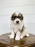 Piper 💖, a female Miniature Goldendoodle for sale in Dover, OH – Photo 1 of 10
