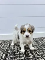 Piper 💖, a female Miniature Goldendoodle for sale in Dover, OH – Photo 6 of 10