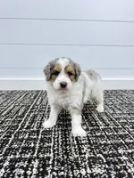 Piper 💖, a female Miniature Goldendoodle for sale in Dover, OH – Photo 8 of 10