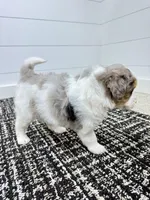 Piper 💖, a female Miniature Goldendoodle for sale in Dover, OH – Photo 9 of 10