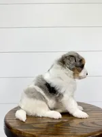 Piper 💖, a female Miniature Goldendoodle for sale in Dover, OH – Photo 2 of 10