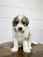 Piper 💖, a female Miniature Goldendoodle for sale in Dover, OH – Photo 4 of 10