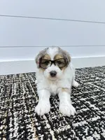 Piper 💖, a female Miniature Goldendoodle for sale in Dover, OH – Photo 7 of 10