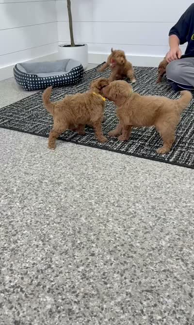 Lilah  💖, a female Miniature Goldendoodle for sale in Dover, OH – 9 of 10