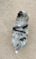 Teddy, a male Miniature Bernedoodle for sale in Dover, OH – 7 of 9