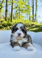 Charlie, a male Miniature Bernedoodle for sale in Dover, OH – 5 of 10