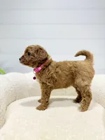 Rosie  💖, a female Miniature Goldendoodle for sale in Dover, OH – 3 of 10