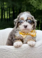 Charlie, a male Miniature Bernedoodle for sale in Dover, OH – 9 of 10