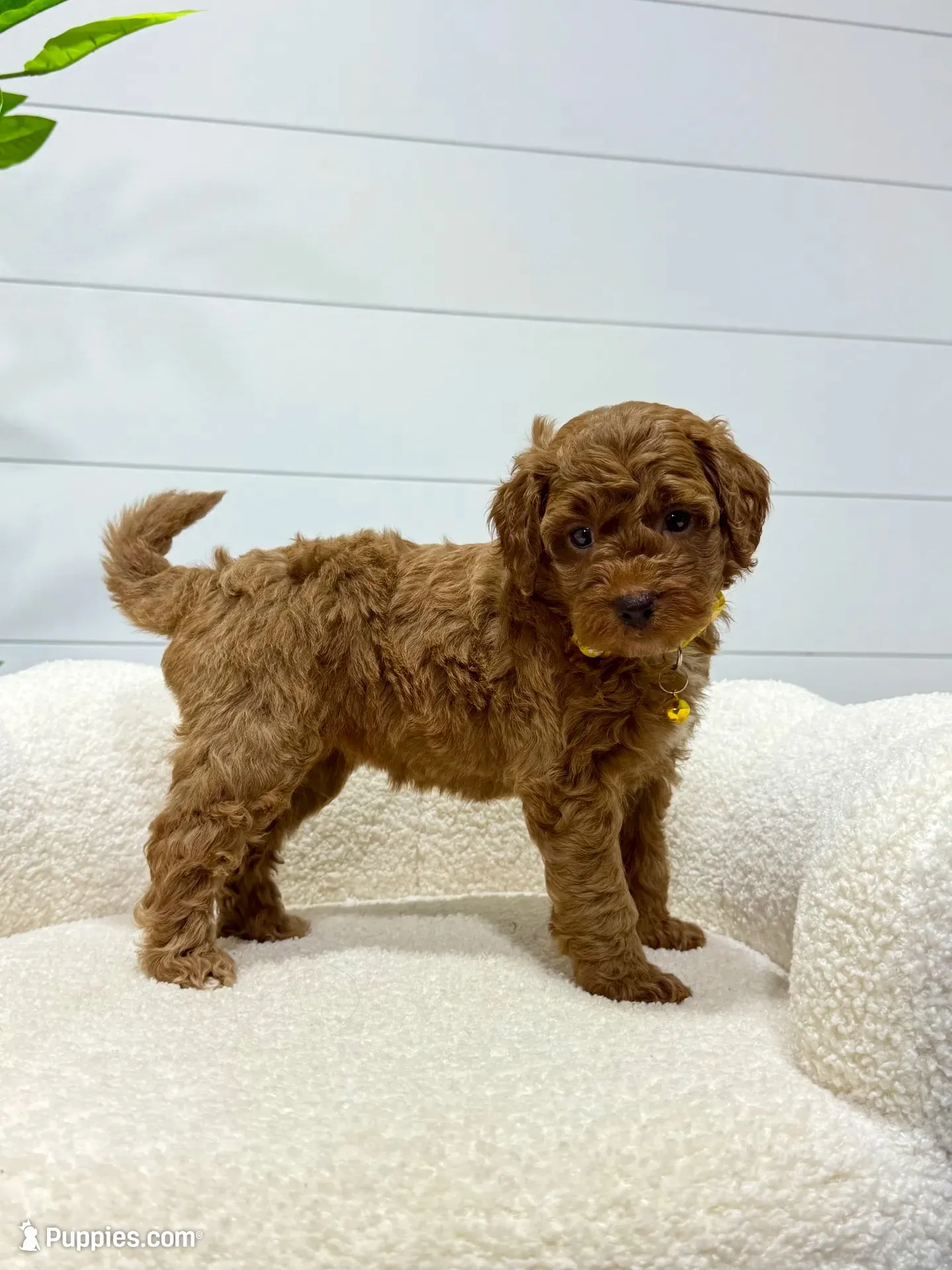 Lilah  💖, a female Miniature Goldendoodle for sale in Dover, OH – 8 of 10