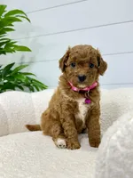 Rosie  💖, a female Miniature Goldendoodle for sale in Dover, OH – 1 of 10