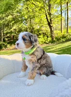 Bruno, a male Miniature Bernedoodle for sale in Dover, OH – 7 of 10