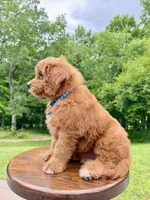 Duke ♥️😘, a male Miniature Goldendoodle for sale in Dover, OH – 6 of 10