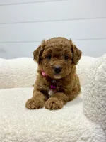 Rosie  💖, a female Miniature Goldendoodle for sale in Dover, OH – 6 of 10