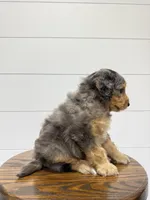 Max, a male Miniature Goldendoodle for sale in Dover, OH – 8 of 10