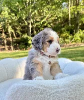 Jackson, a male Miniature Bernedoodle for sale in Dover, OH – 4 of 10