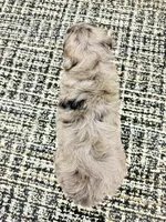 Max, a male Miniature Goldendoodle for sale in Dover, OH – 9 of 10