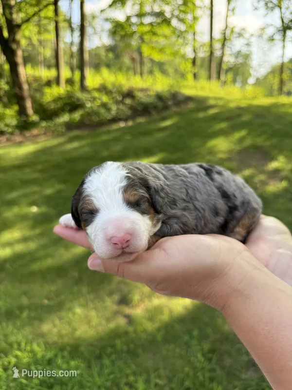Ace❤️ – Miniature Bernedoodle puppy for sale in Dover, OH