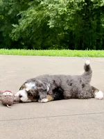 Charlie, a male Miniature Bernedoodle for sale in Dover, OH – 7 of 10