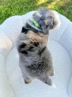 Bruno, a male Miniature Bernedoodle for sale in Dover, OH – 3 of 10