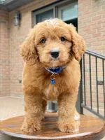 Duke ♥️😘, a male Miniature Goldendoodle for sale in Dover, OH – 2 of 10