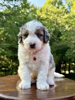 Enzo, a male Miniature Bernedoodle for sale in Dover, OH – 9 of 10