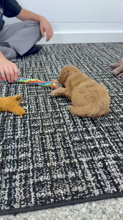Tori  💖, a female Miniature Goldendoodle for sale in Dover, OH – 10 of 10