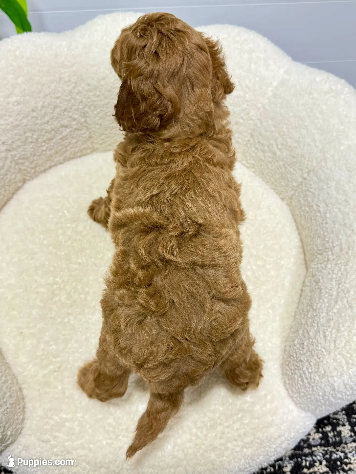 Lilah  💖, a female Miniature Goldendoodle for sale in Dover, OH – 6 of 10