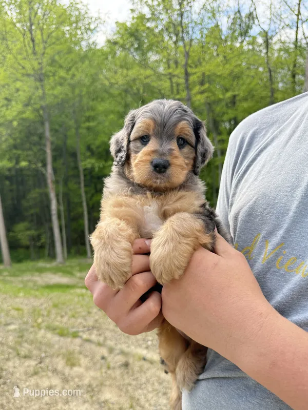 Max – Miniature Goldendoodle puppy for sale in Dover, OH