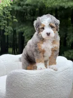 Bruno, a male Miniature Bernedoodle for sale in Dover, OH – 2 of 10
