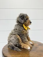 Cash, a male Miniature Goldendoodle for sale in Dover, OH – 10 of 10
